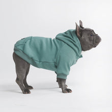  Essential Dog Hoodie - Teal - Freya Røyal